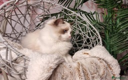 Ragdoll cats for sale: Quality Tica reg Ragdoll kittens  - Image 19