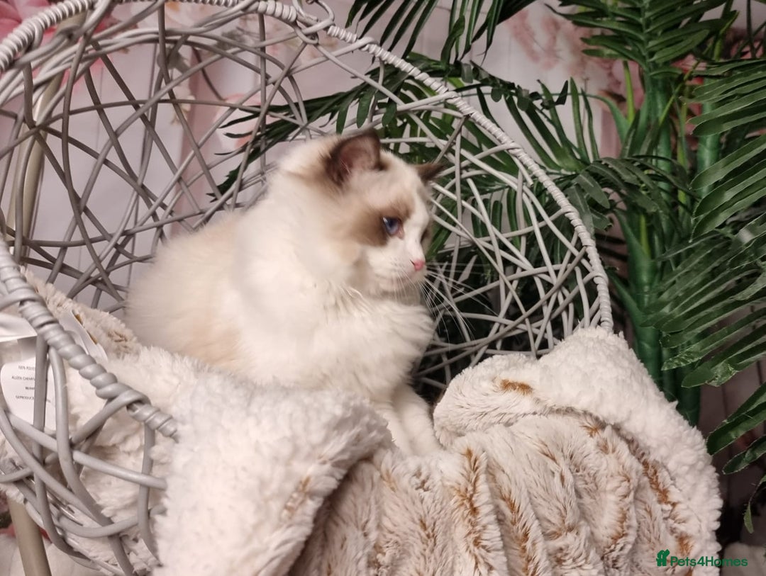 Ragdoll cats for sale: Quality Tica reg Ragdoll kittens  - Image 19