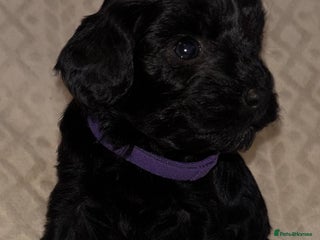 Cavapoo dogs 🐶 F1 CAVAPOO PUPPIES HEALTH TESTED PARENTS 🐶 - Advert 15