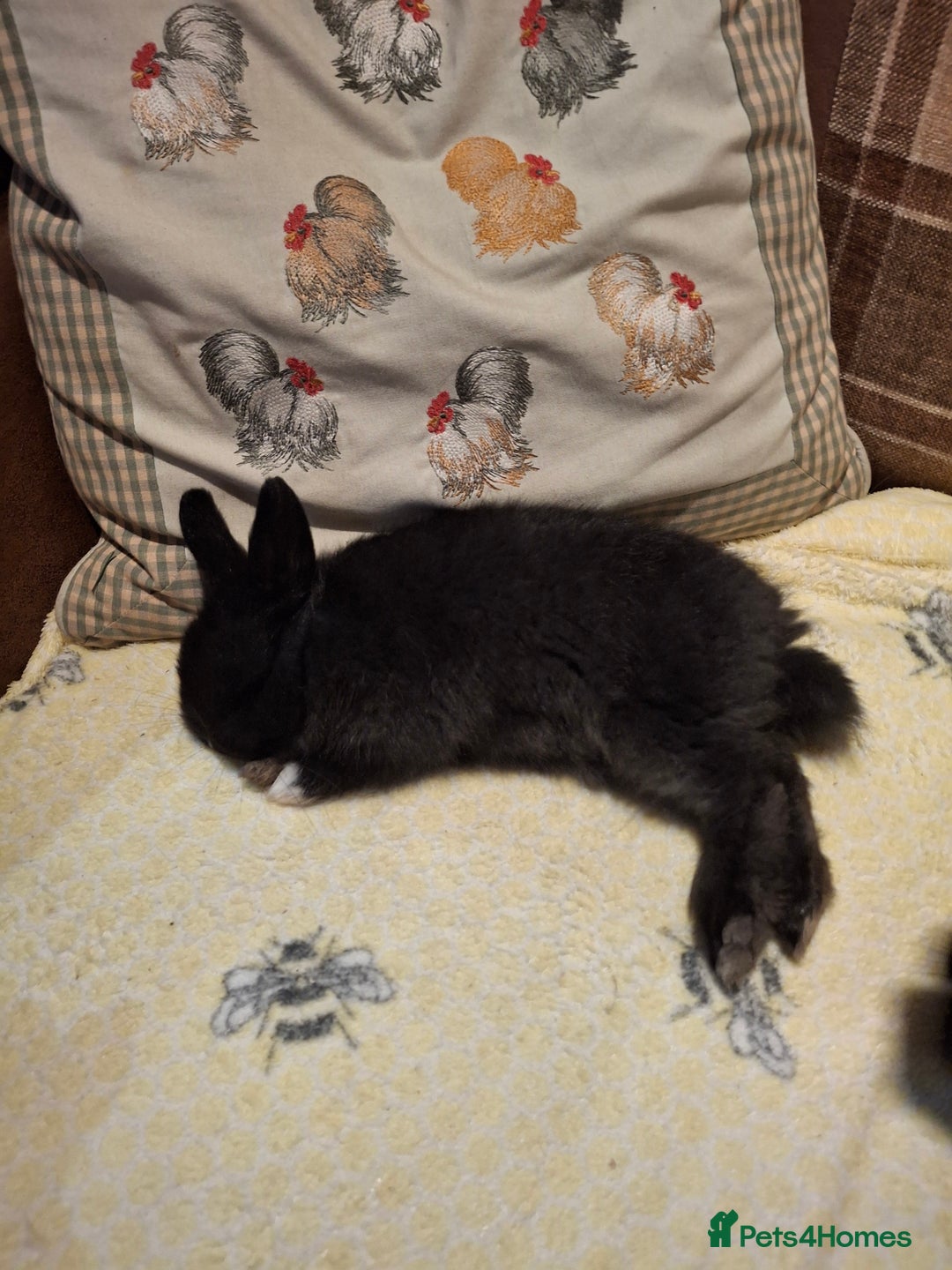 Mixed Breed rabbits for sale: Mini lop x dwarf  - Advert 2