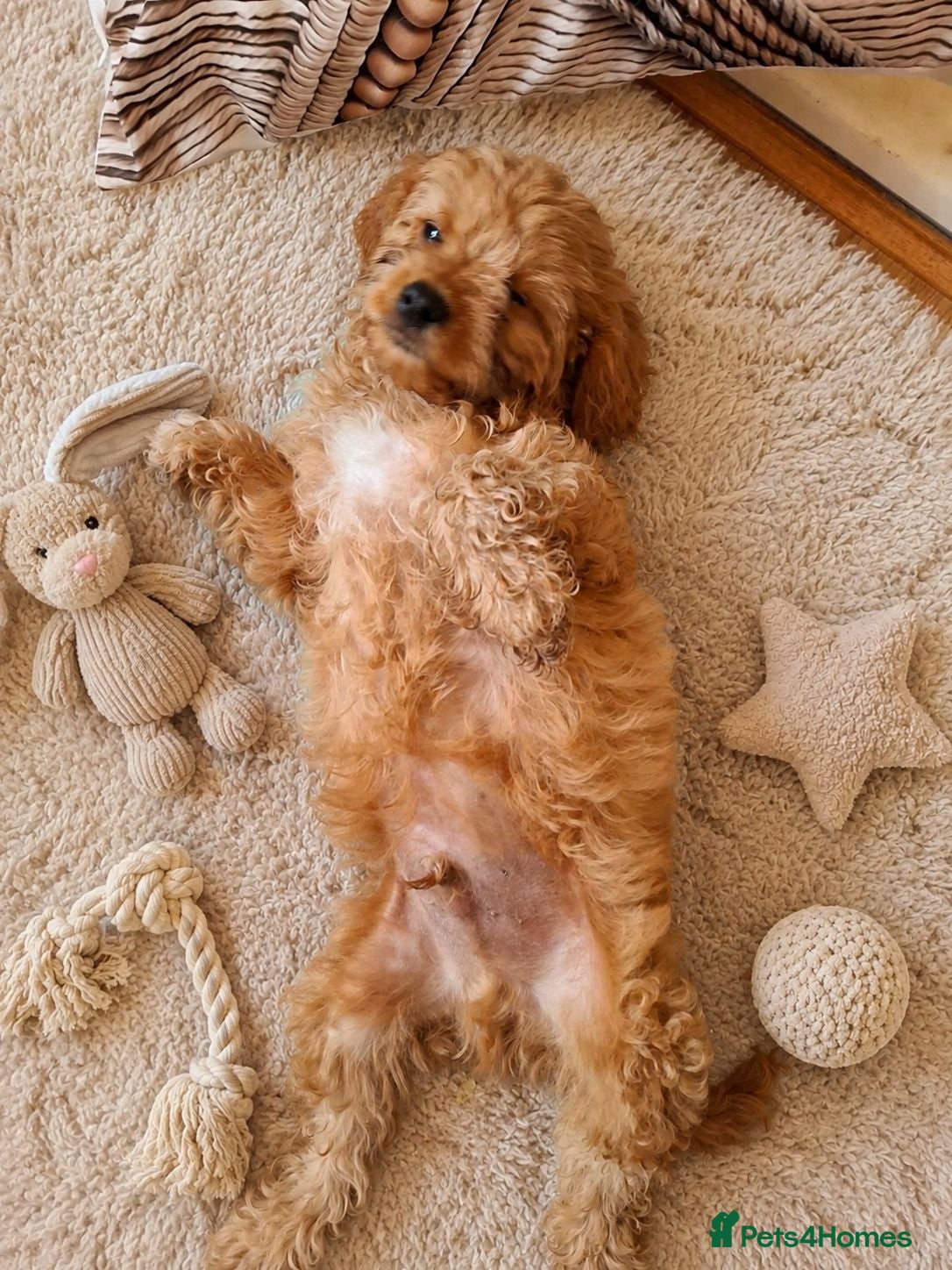 Cavapoo dogs  F1 Cavapoo 1Boy Available ready now 💚 - Advert 2