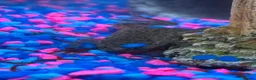 Live Bearers fish for sale: African dwarf frog  in Coventry - Advert 2