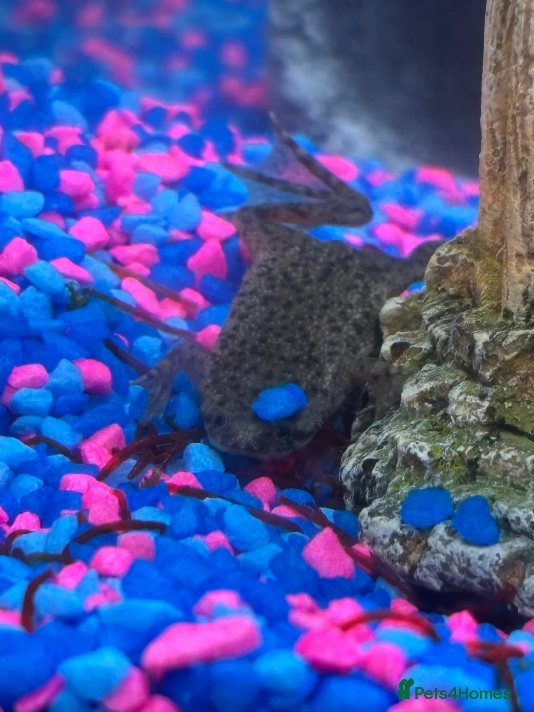 Live Bearers fish for sale: African dwarf frog  in Coventry - Advert 2