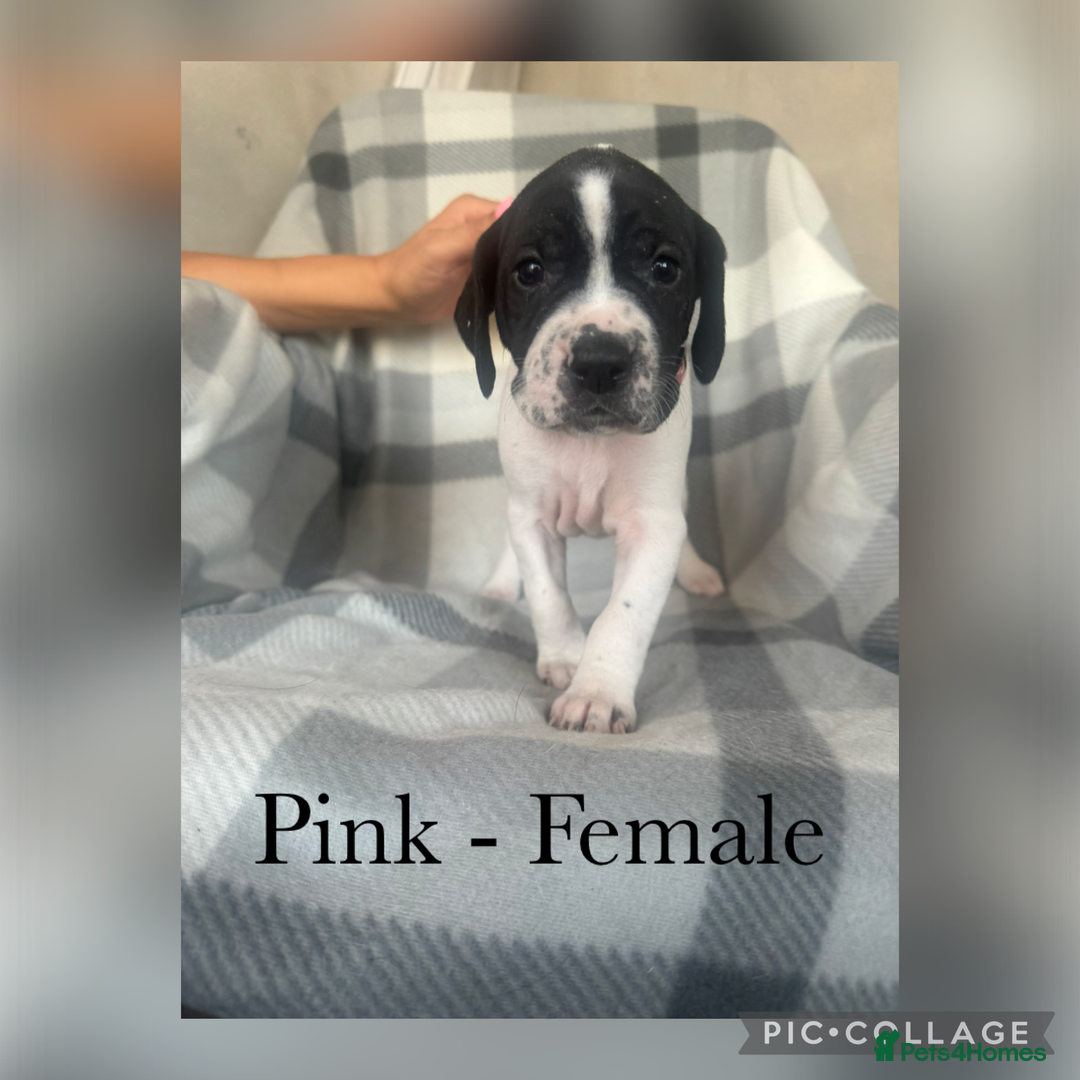 Pointer dogs for sale: English pointer puppies  - Image 11