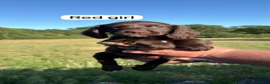 Sprocker 4