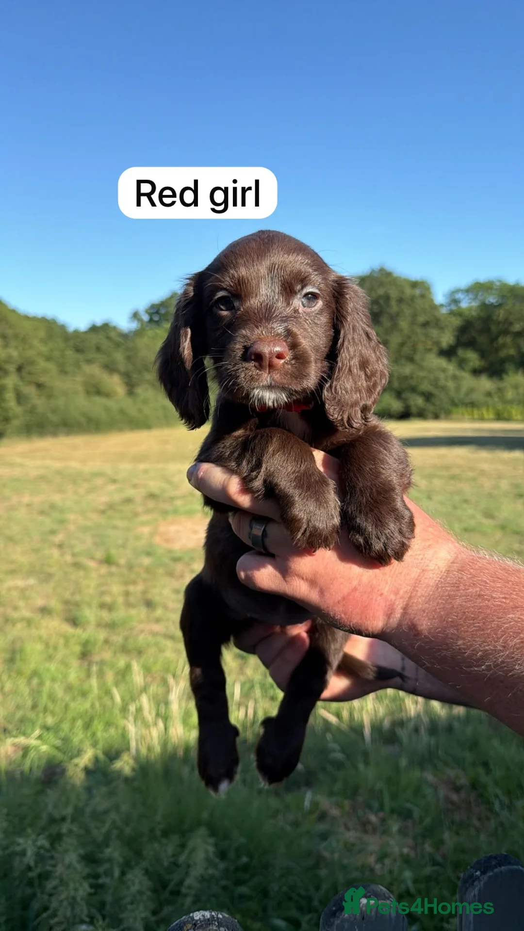 Sprocker dogs for sale: 5* F1 Sprocker puppies - Advert 2