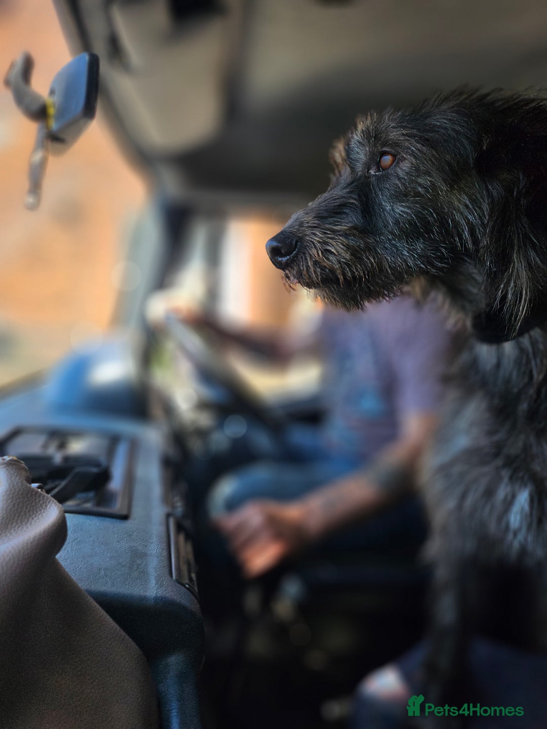 Lurcher dogs for sale: Deerhound Greyhound x deerhound Greyhound f1 - Image 34