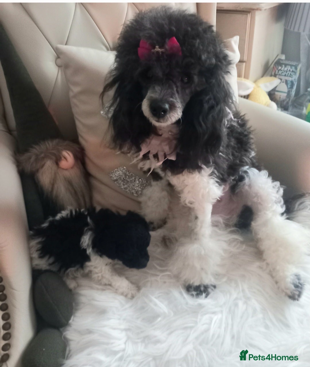 Toy Poodle dogs for stud: *2 STUDS AVAILABLE*FULL PEDIGREE SILVER & PHANTOM in Colwyn Bay - Advert 40