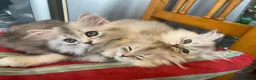 Scottish Fold cats for sale: Scottish Fold/Straight - Advert 1