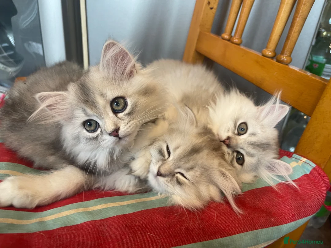Scottish Fold cats for sale: Scottish Fold/Straight - Advert 1