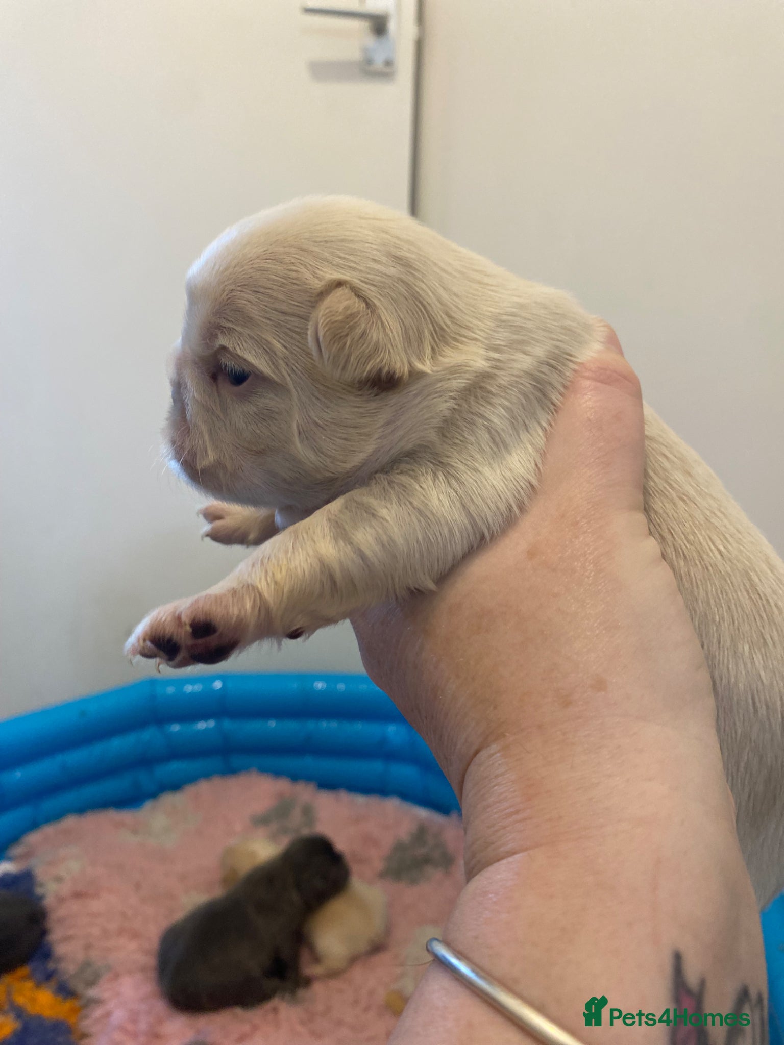French Bulldog dogs Beautiful Mixed colours Fluffy Frenchie Pups - Advert 5
