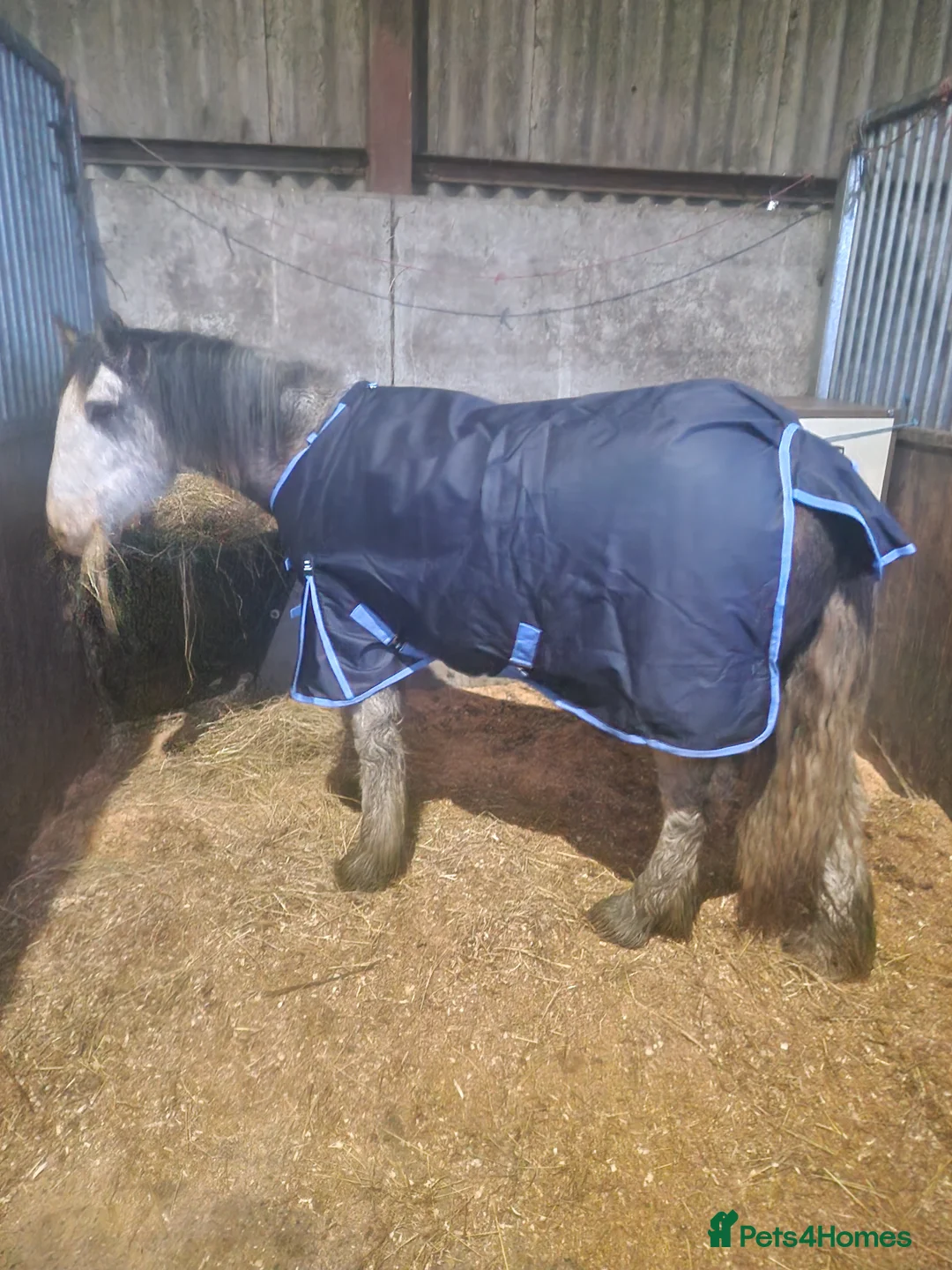 Irish Cob horses for sale: Blue blagdon filly  - Advert 3