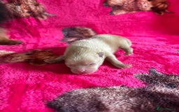 Pomeranian dogs for sale: Beautiful teddy bear Pomeranians - Advert 5