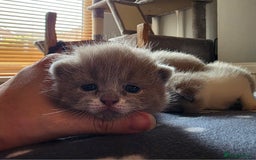 British Shorthair cats for sale: GCCF Registered British Shorthair Kittens - Image 17
