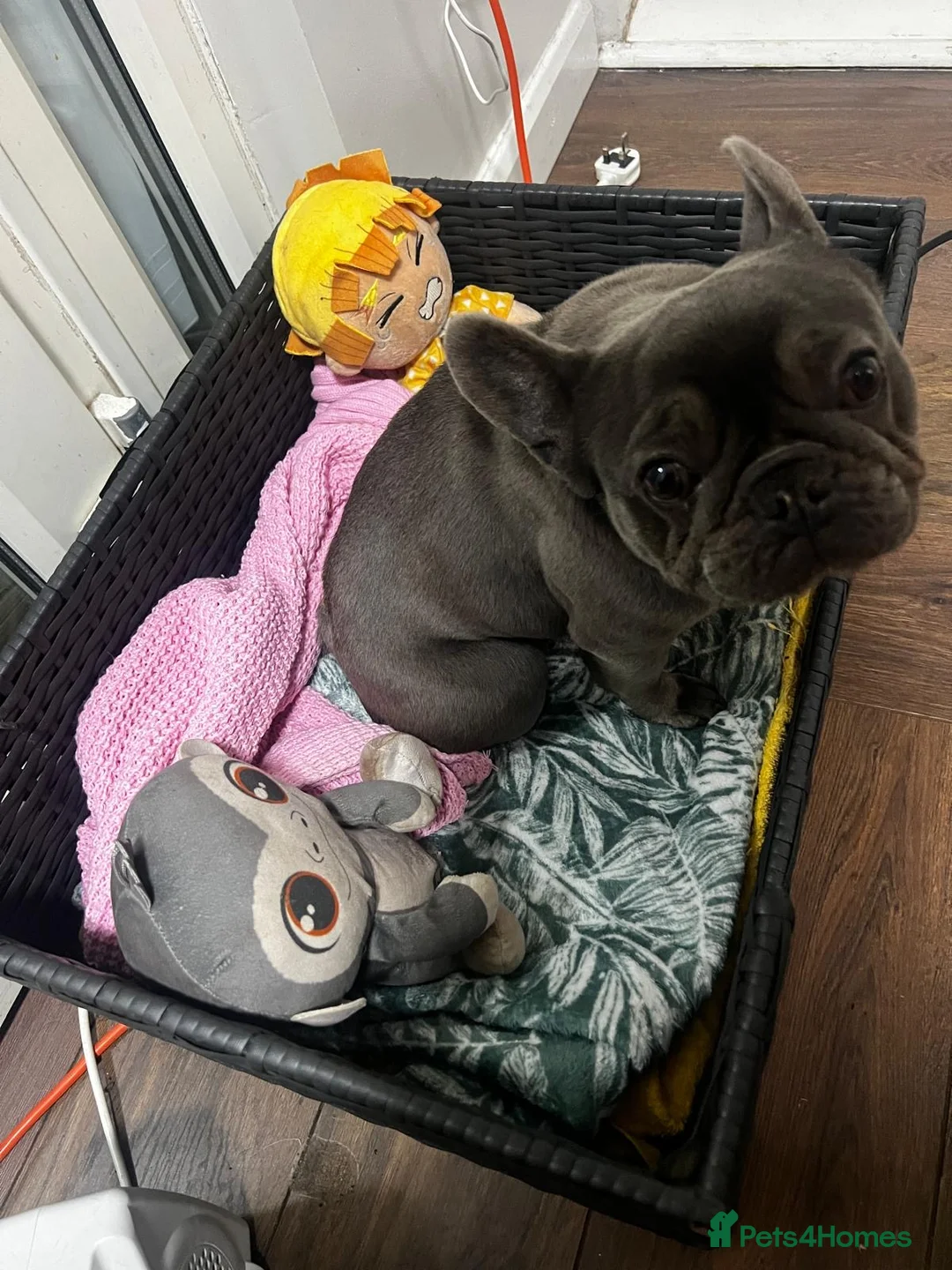 French Bulldog dogs for sale: French BullDog in Coventry - Advert 5