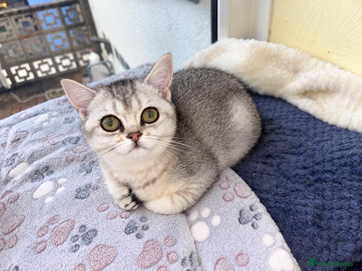 British Shorthair cats Ready now, GCCF silver chinchilla girls - Advert 7