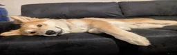 Mixed Breed dogs for sale: Spike, 10 months male, looking for loving home  - Advert 6