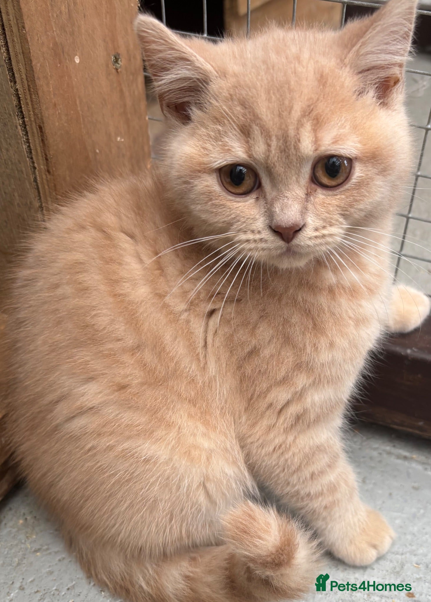 British Shorthair cats GGCF reg British shorthair cream boy kitten  - Advert 3