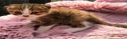 Scottish Fold cats for sale: Stunning Scottish fold kitten  - Advert 3