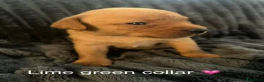 Labrador Retriever 8