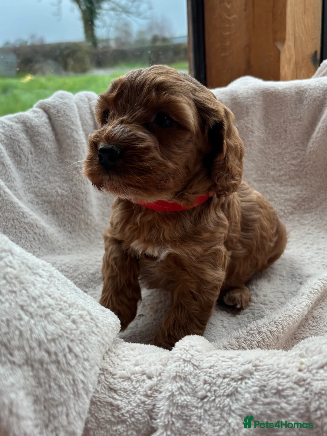 Cockapoo dogs for sale: Gorgeous F1 Cockapoo Puppies DNA Tested Parents - Advert 6