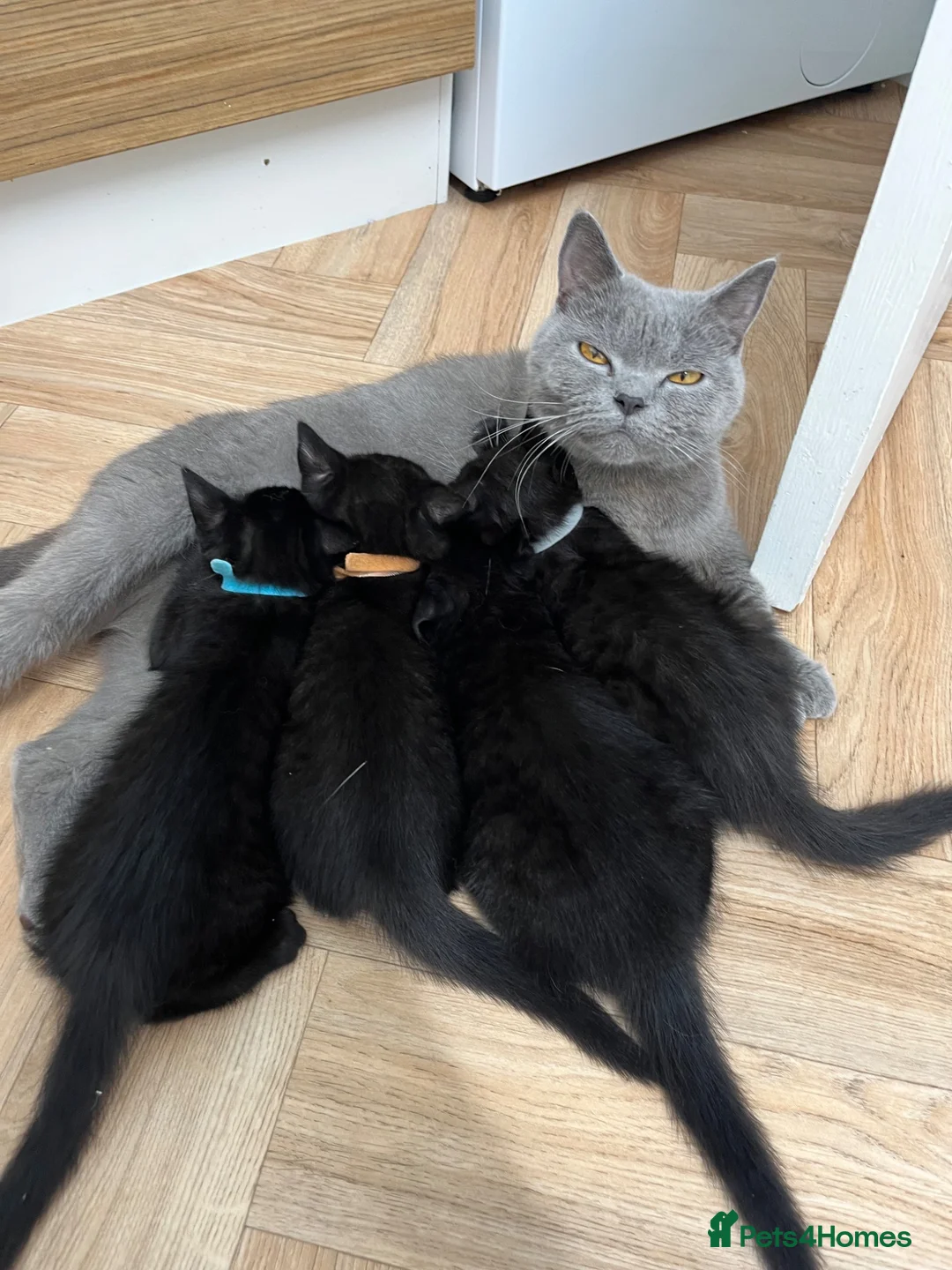 Mixed Breed cats for sale: Half British shorthair kittens in Sheringham - Advert 3
