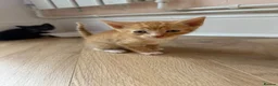 British Shorthair cats for sale: British shorthair/calico kittens in Southampton - Advert 9
