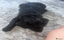 Labradoodle dogs for sale: Miniasture f1 merel labradoodle - Image 5