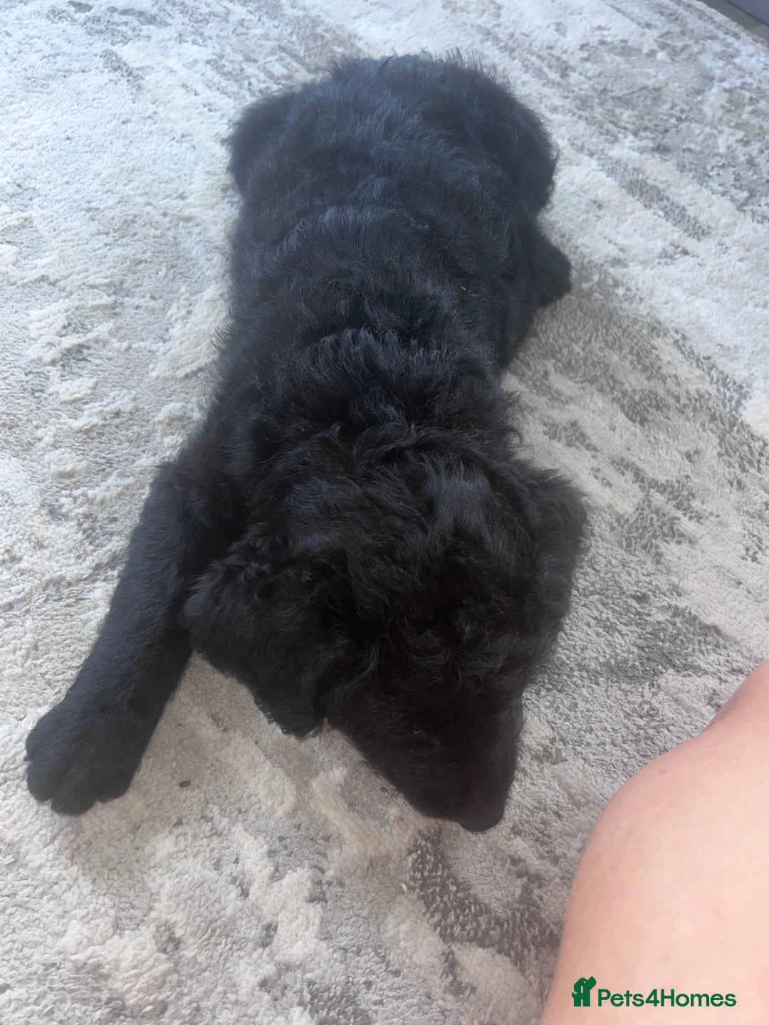 Labradoodle dogs for sale: Miniasture f1 merel labradoodle - Image 5