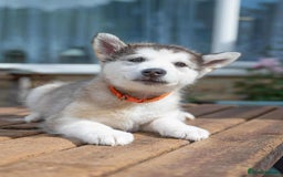 Mixed Breed dogs for sale: Fully vaccinated husky/Malamute Puppies. 3 Left  - Image 16