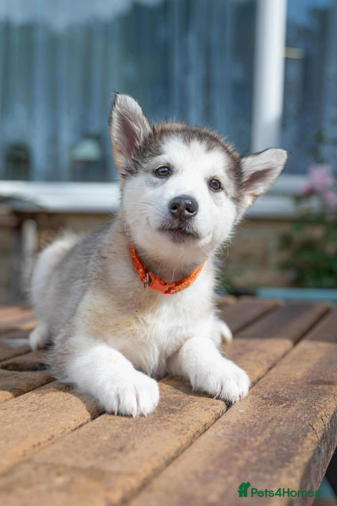 Mixed Breed dogs for sale: Fully vaccinated husky/Malamute Puppies. 3 Left  - Image 16