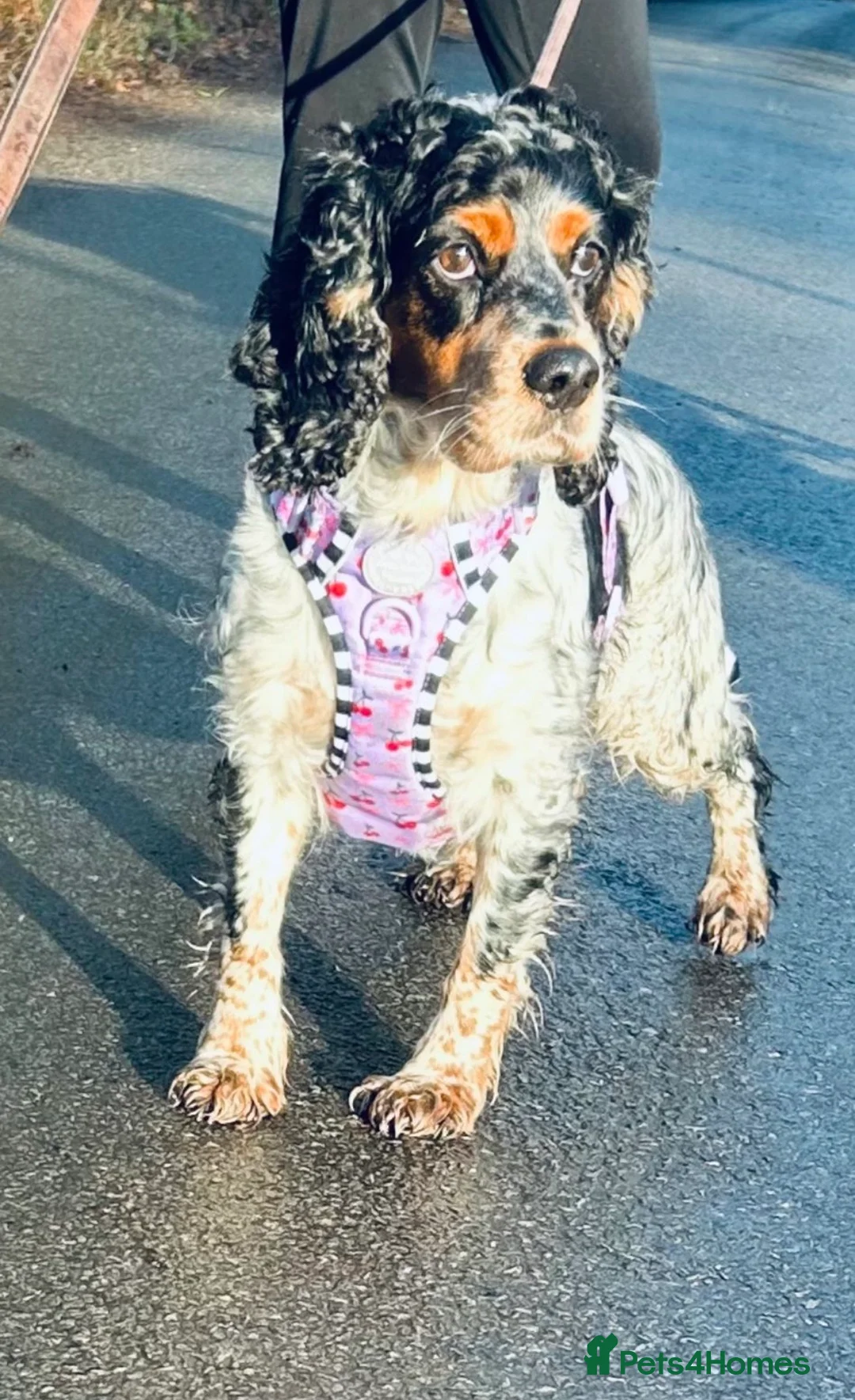 Cockapoo dogs for sale: Two beautiful cockerpoo for sale - Advert 1