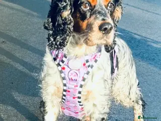 Cockapoo dogs Two beautiful cockerpoo for sale - Advert 1