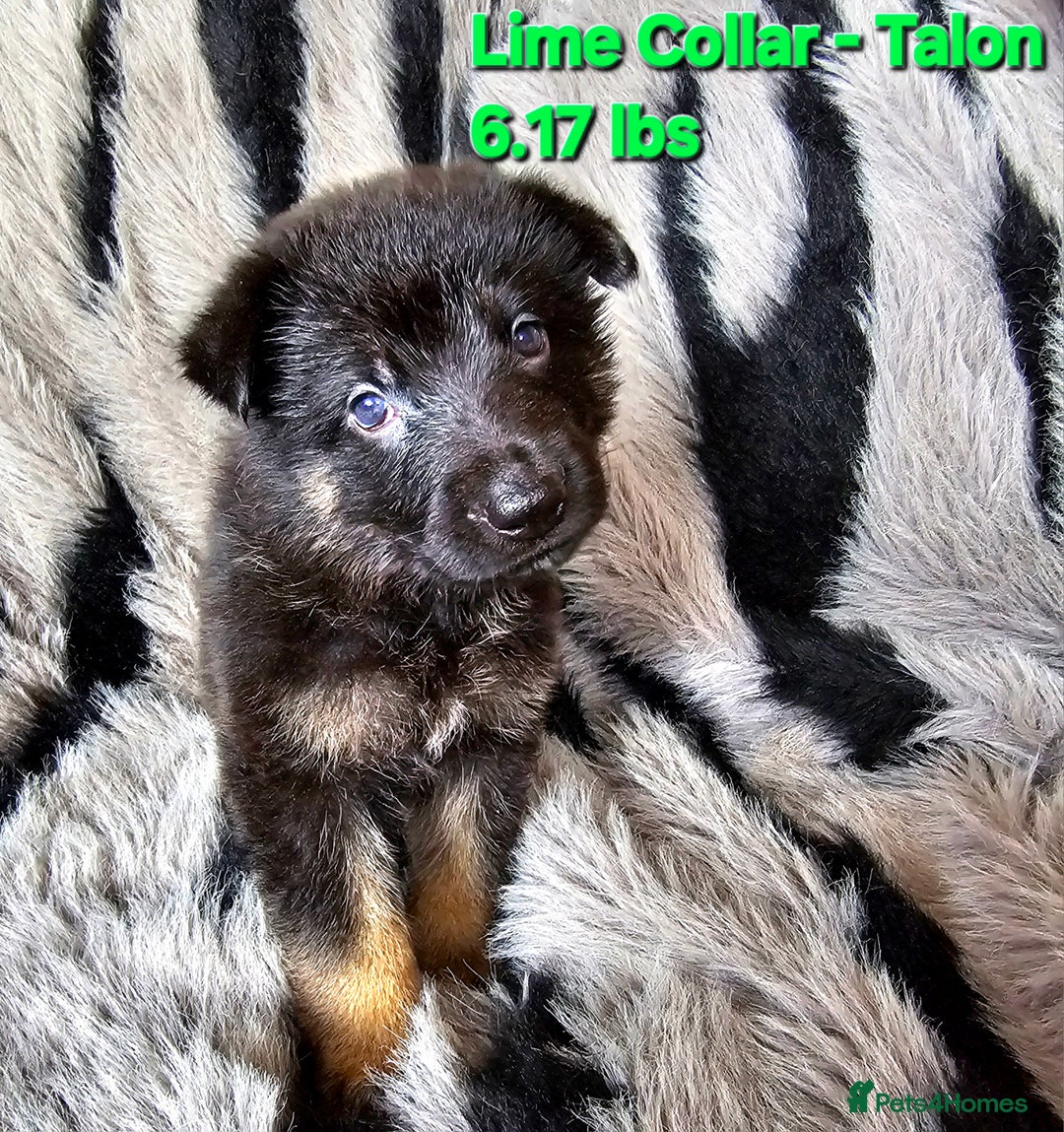 German Shepherd dogs for sale: 🔹️6 Health tested Pedigree gsp's available🔹️ - Image 7