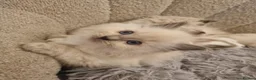 Ragdoll cats for sale: Health tested pure ragdoll  kittens  - Advert 33