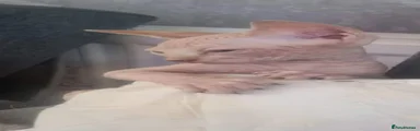 Sphynx 2