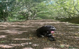 Cockapoo dogs for stud: Stud Cockerpoo - Image 3