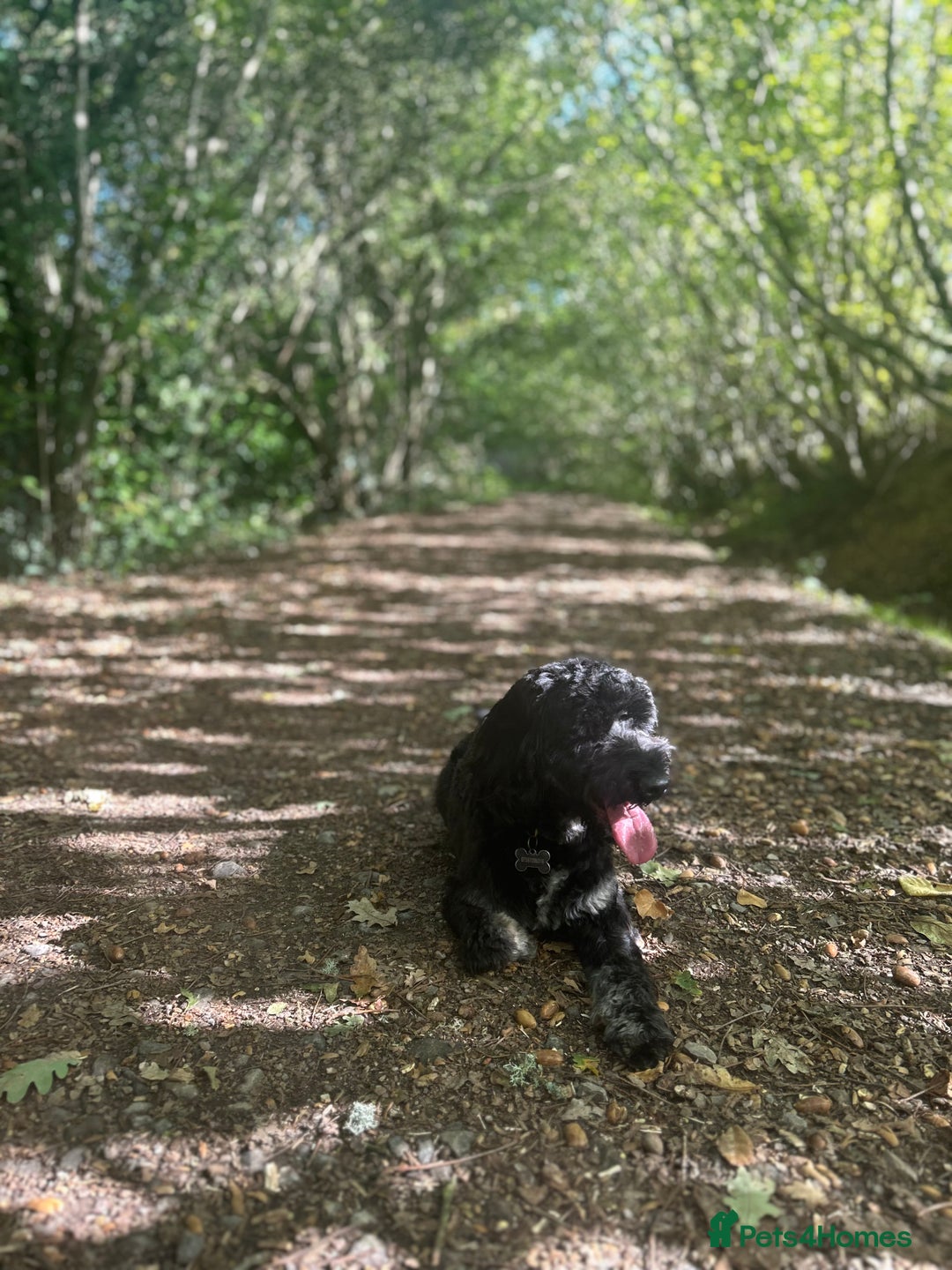 Cockapoo dogs for stud: Stud Cockerpoo - Image 3