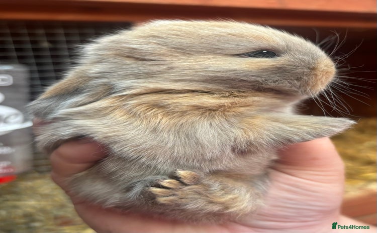 Mini Lop rabbits - Advert 1