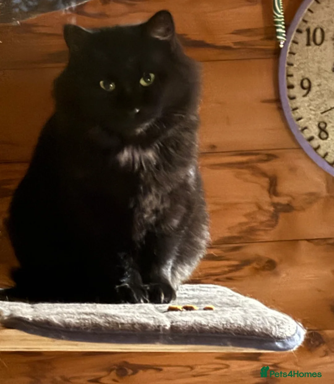 Mixed Breed cats for adoption: Izzy  - Advert 1