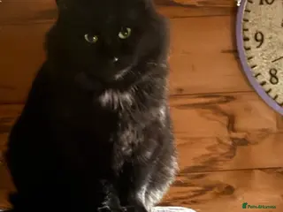 Mixed Breed cats Izzy - Advert 1