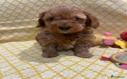 Maltipoo dogs for sale: 💖BEAUTIFUL LICENSED-BRED MALTIPOOS 💖 - Image 15