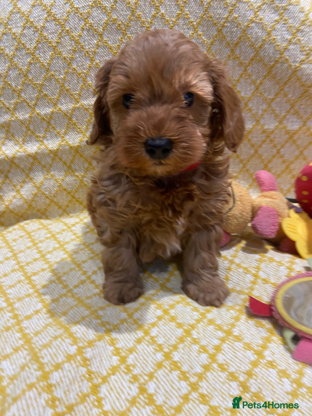 Maltipoo dogs for sale: 💖BEAUTIFUL LICENSED-BRED MALTIPOOS 💖 - Image 15