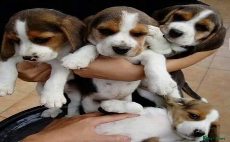 Beagle dogs - Advert 1