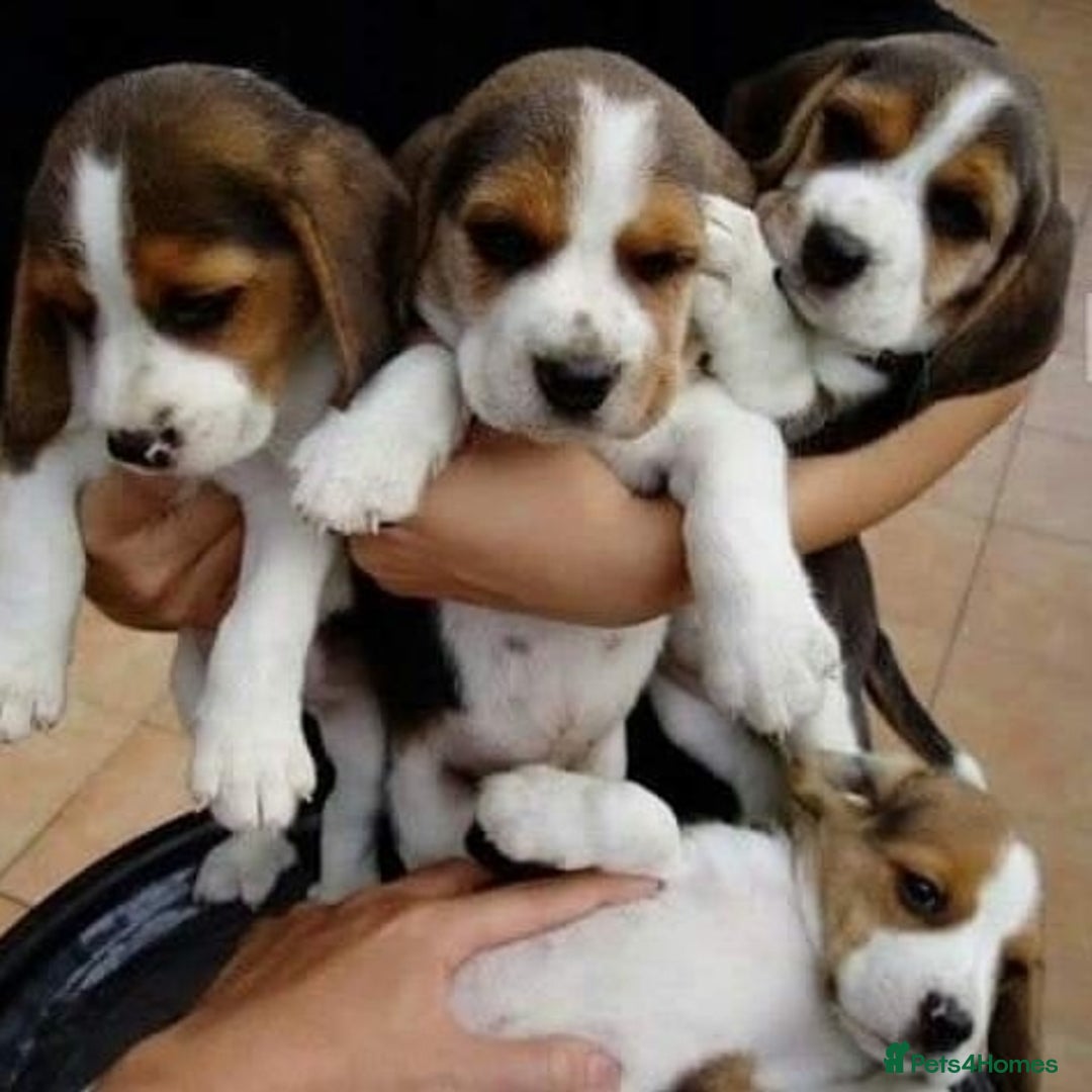 Beagle dogs for sale: Beagle puppies ready for sale  - Image 1