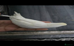 Budgerigars birds for sale: Baby budgies tame - Image 2
