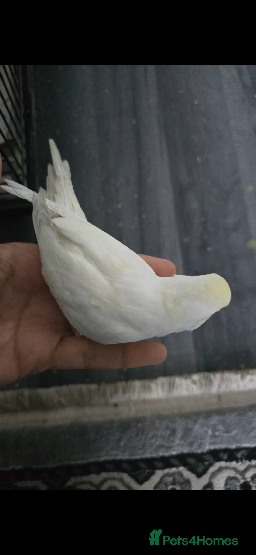 Budgerigars birds for sale: Baby budgies tame - Advert 2