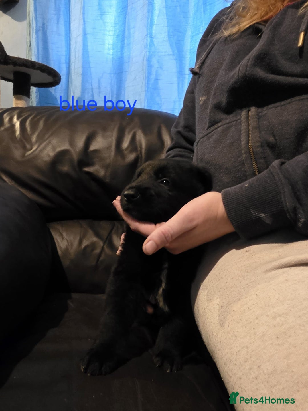 Shepsky dogs for sale: Shepski pups - Advert 10