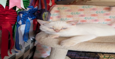 British Shorthair cats - Advert 11