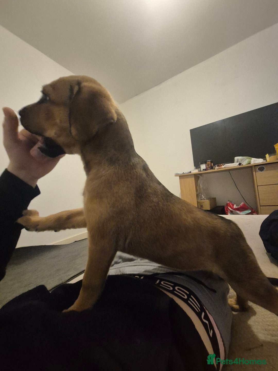 Mixed Breed dogs for sale: Staffy X Rottweiler  - Advert 8